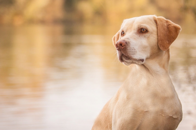 fenjArt hundefotografie - helber labrador sitzt in seligenstadt am mainufer