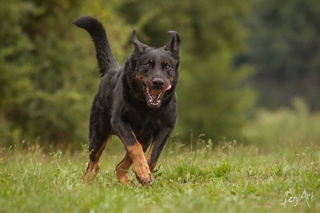 fenjArt hundefotografie - braun-schwarzer rottweiler-mischling rennt ueber eine wiese