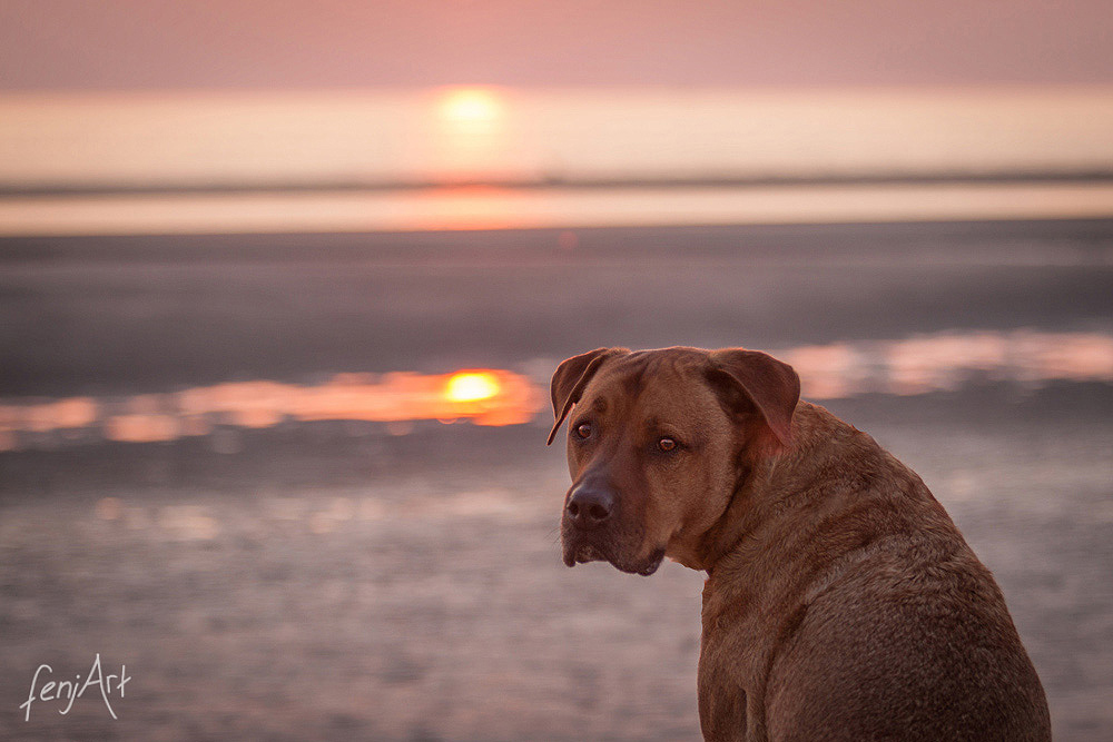 fenjArt hundefotografie - brauner mischling blickt sich vor sonnenuntergang um