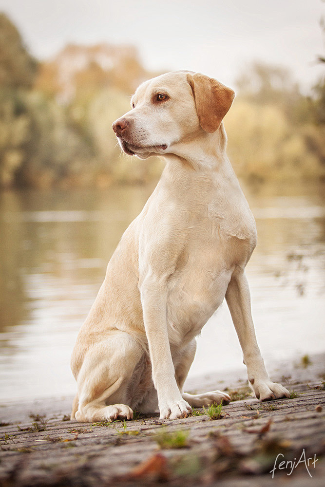 fenjArt hundefotografie - gelber labrador sitzt am flussufer in seligenstadt