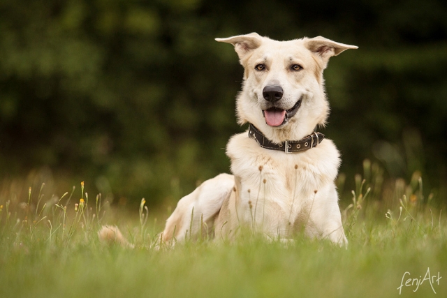 fenjArt hundefotografie - portrait eines liegenden cremefarbenen hundes im liegen auf einer wiese