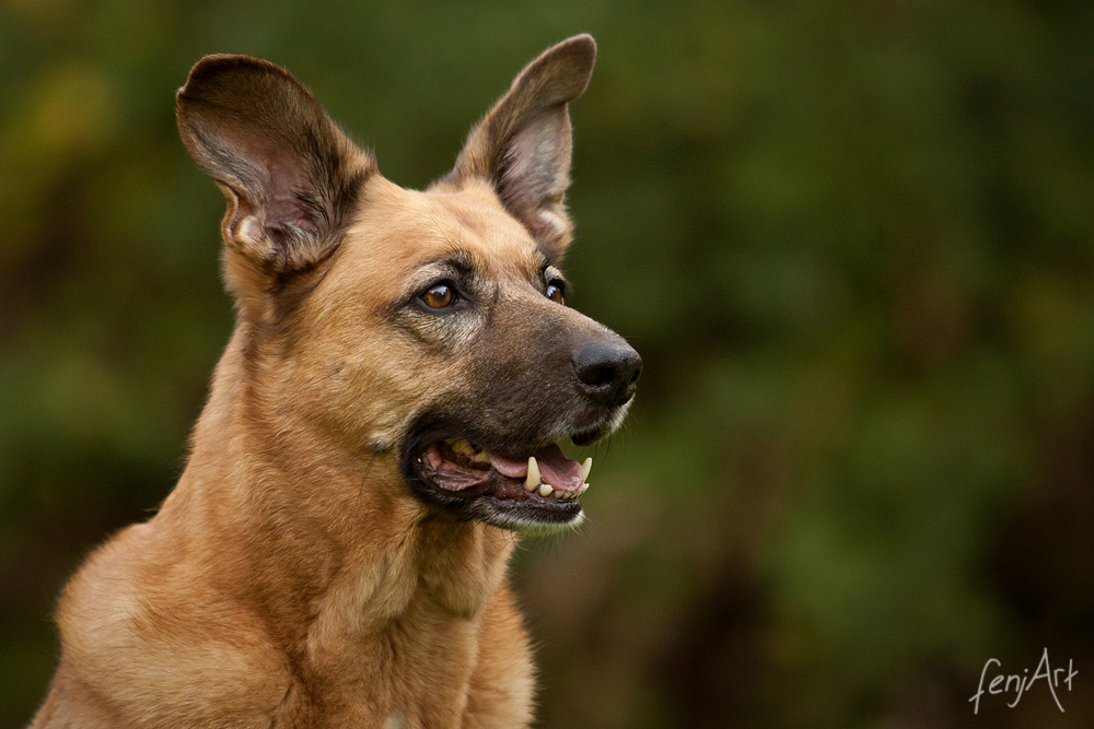 fenjArt hundefotografie - portrait eines schaeferhundes vor gruenem hintergrund