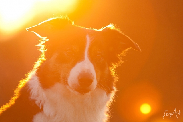 fenjArt hundefotografie - portrait von langhaarigem hund im abendlichen gegenlicht