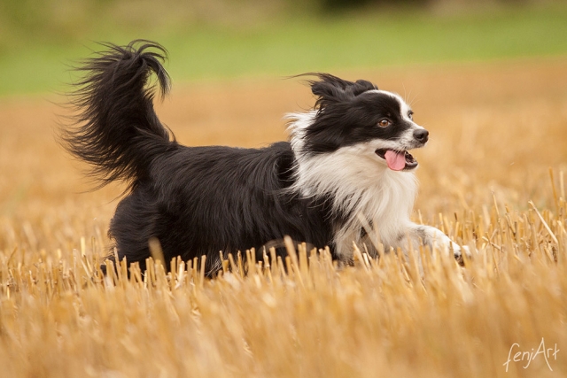 fenjArt hundefotografie - schwarz-weisser toy australian shepherd rennt ueber einen stoppelacker