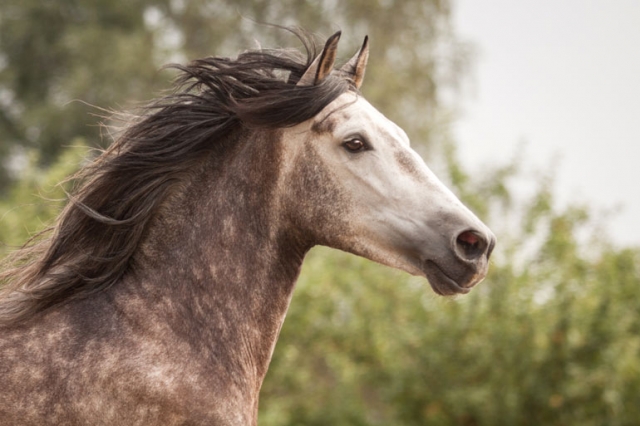 Pferdeshooting mit fenjArt Fotografie spanisches schimmel hengst galoppiert ueber eine weide
