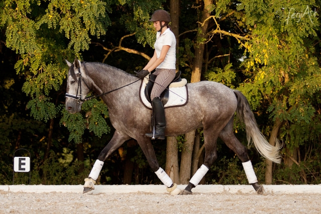 Pferdeshooting mit fenjArt Fotografie ein lusitano trabt unter seiner reiterin auf dem reitplatz