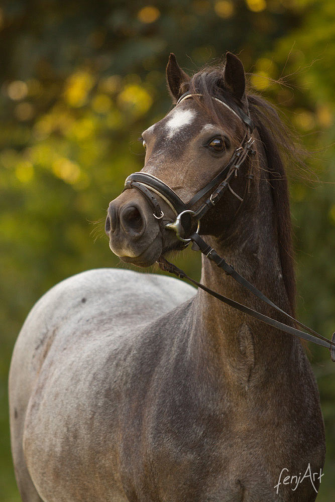 Pferdeshooting mit fenjArt Fotografie Portrait eines aufgeregten braunen Reitponys