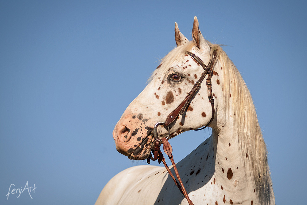 Pferdeshooting mit fenjArt Fotografie Portrait eines gescheckten appaloosa Pferdes vor blauem himmel