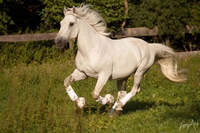 Pferdeshooting mit fenjArt Fotografie ein weisser lippizaner galoppiert uebe seine weide