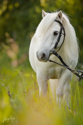Pferdeshooting mit fenjArt Fotografie ein weisses shetland pony steht im hohen gras
