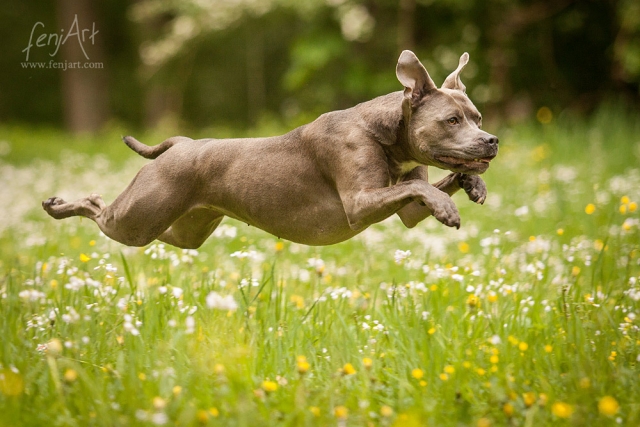 fenjArt hundefotografie - american staffordshire terrier huendin fliegt ueber eine blumenwiese in hanau wilhelmsbad