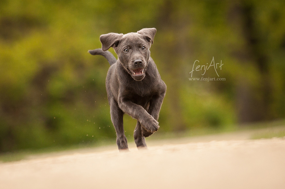 fenjArt hundefotografie - grauer labrador welpe rennt ueber hellen boden in hanau wilhelmsbad