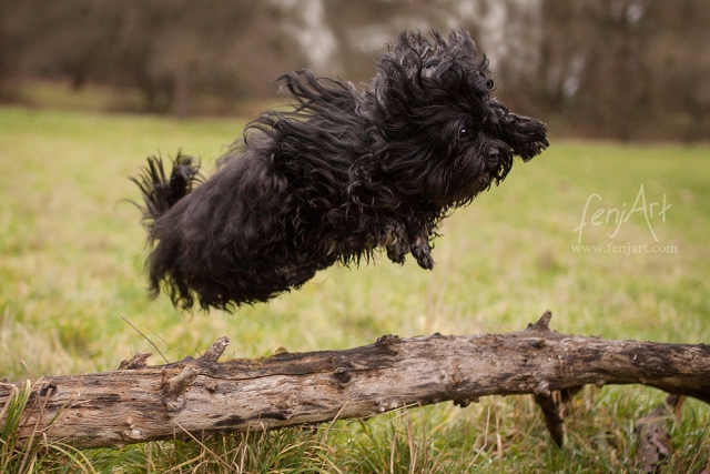fenjArt hundefotografie kleiner schwarzer hund springt in aschaffenburg ueber einen baumstamm