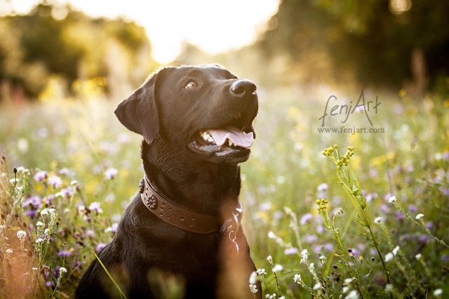 fenjArt hundefotografie schwarze labradorhuendin sitzt in den griesheimer duenen im abendlicht und schaut aufmerksam