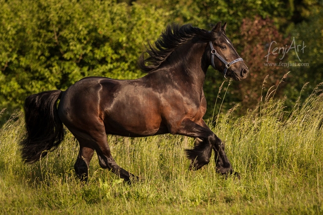 Fotoshooting mit fenjArt Fotografie schwarzes fellpony galoppiert im sommer ueber eine wiese